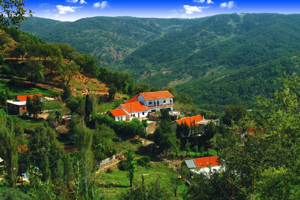 Ain Draham : UN MASSIF FORESTIER PRÉSERVÉ